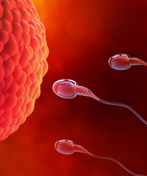 Fertilità, molecole olfattive aiutano spermatozoi a cercare ovociti